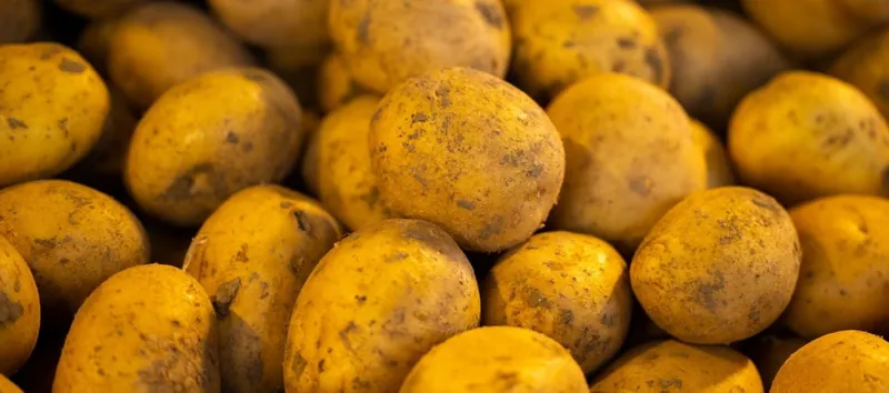 Aardappelen met aarde, net van het land